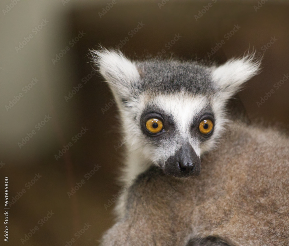 Cute ring lemur portrait 