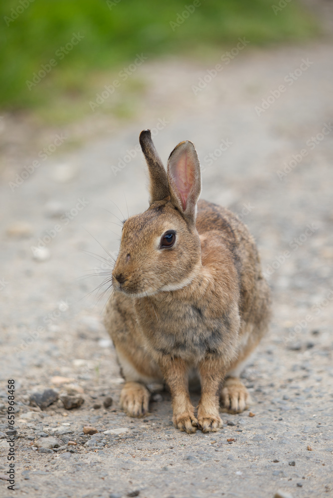Rabbit sitting front view on gravelled road Rabbit sitting front view on gravelled road