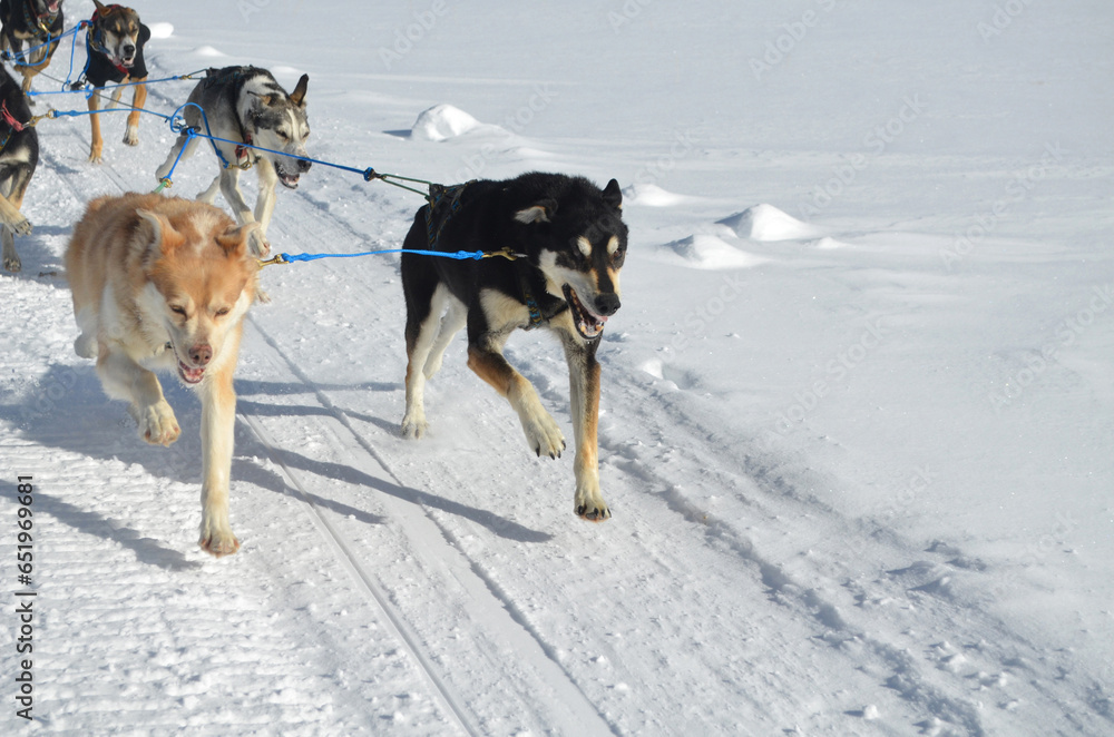 Sled Dog Harnessed and Running in the Snow Sled Dog Harnessed and Running in the Snow