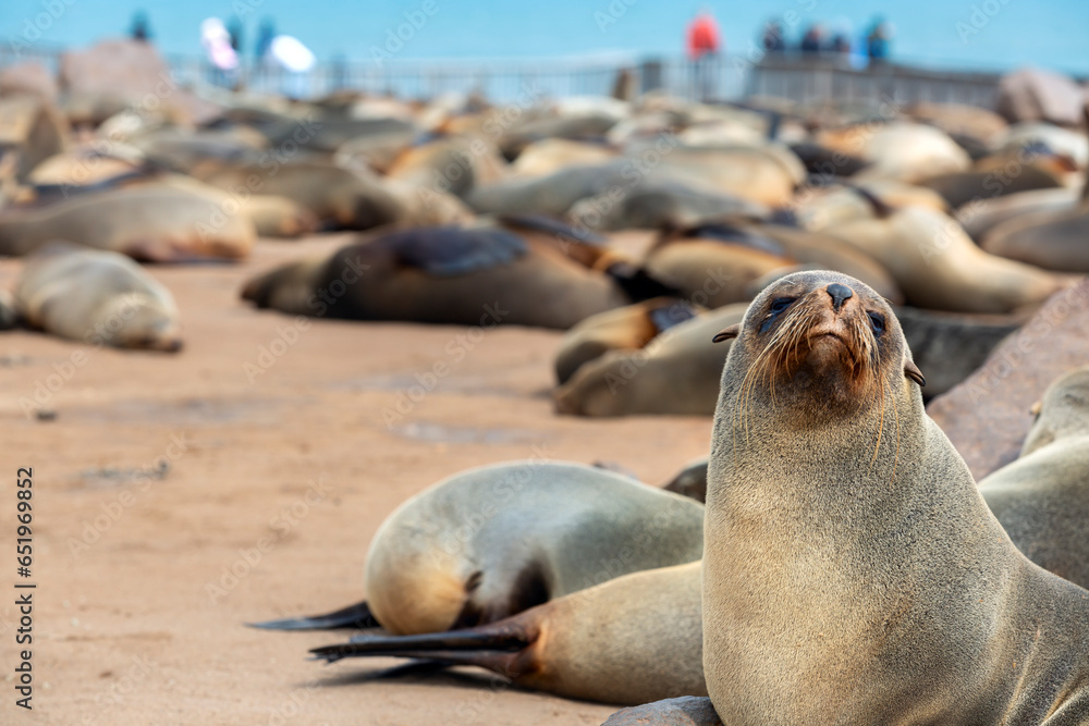 Cape Cross Seal Reserve in the South Atlantic in the Skeleton Coast