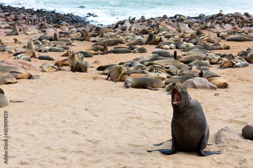 Cape Cross Seal Reserve in the South Atlantic in the Skeleton Coast, Namib desert, western Namibia. Home to one of the largest colonies of Cape fur seals in the world. photo