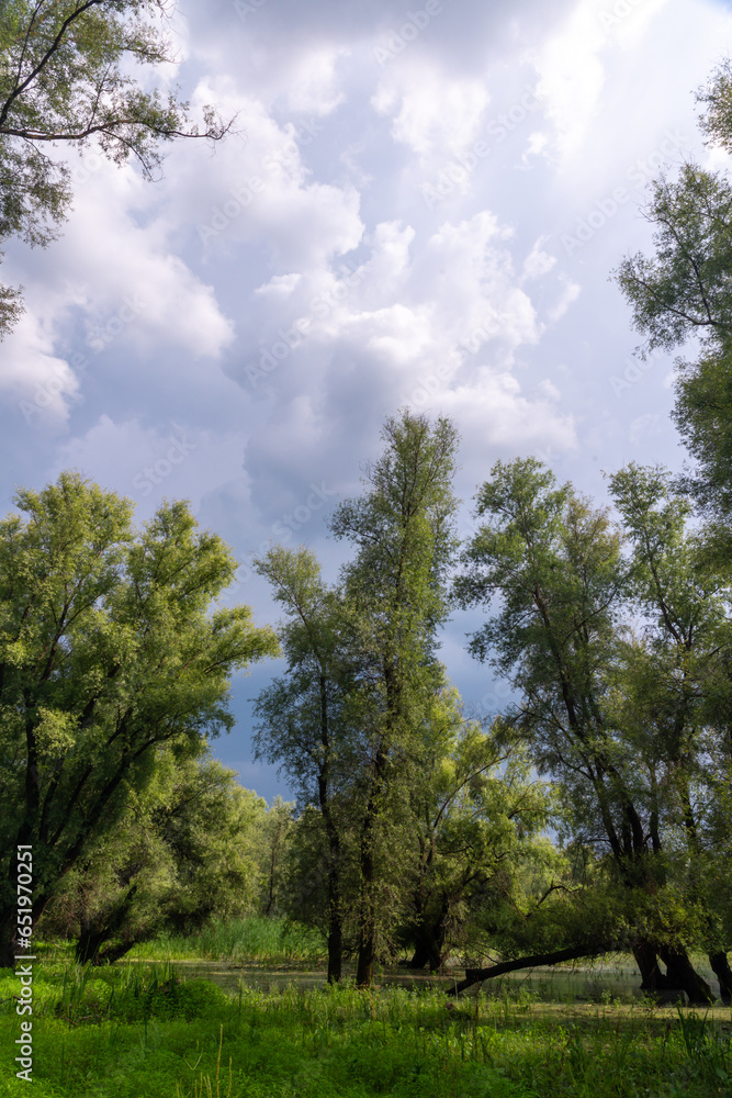 Forest landscape, Old trees in the floodplain forest near the Dniester river, Ukraine Forest landscape, Old trees in the floodplain forest near the Dniester river, Ukraine