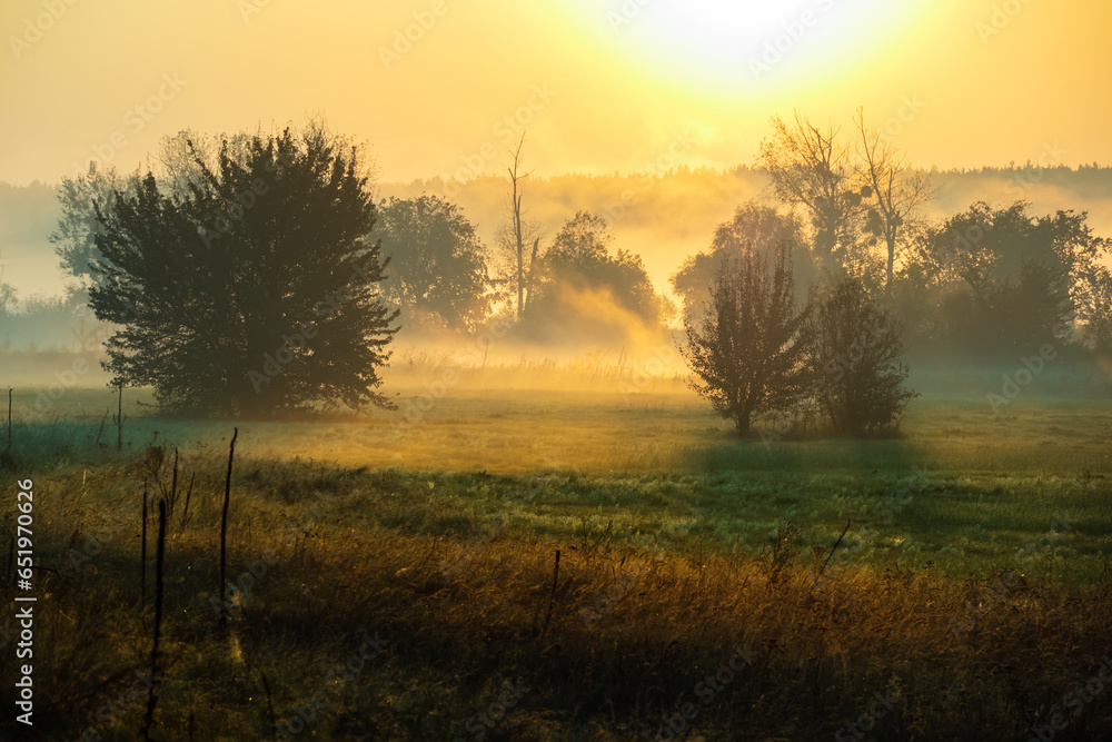 Picturesque landscape of meadow with grass, trees and fog during sunrise