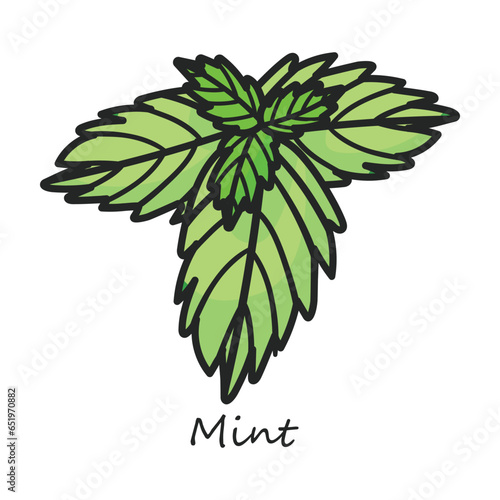 Mint vector icon. Color vector icon isolated on white background mint .