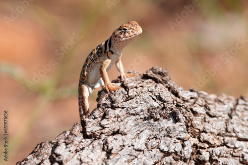 Eastern Collard Lizards in the Wild