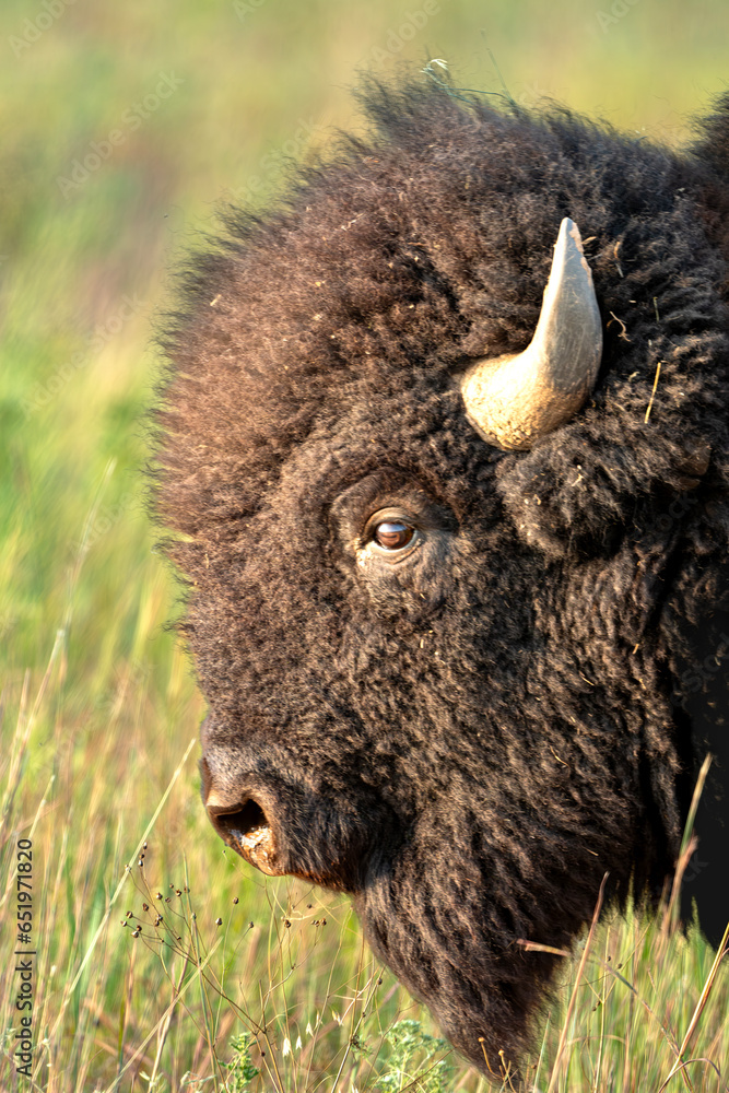 american bison in park national park american bison in park national park