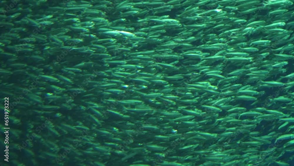 Million Swirling School of Fish in Deep Water Background Slow Motion Million Swirling School of Fish in Deep Water Background Slow Motion