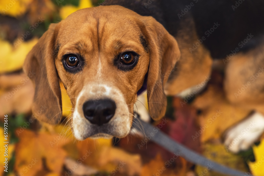 Portrait of a beagle dog on a leash on an autumn background. Top view. Selective focus