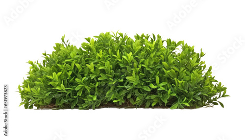 grass bush isolated on transparent background cutout