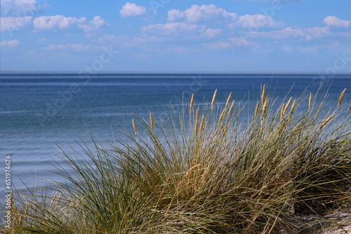 Dünengras im Wind