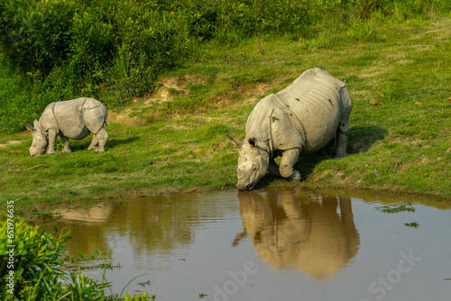 One horned Rhino and it's cub. 