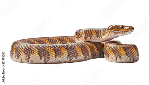 close up of a python isolated on transparent background cutout