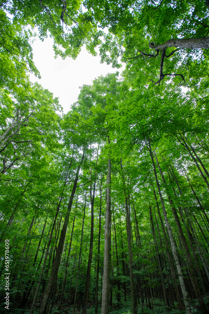 Landscape of lush green forest with sugar maple trees in summer. Quebec, Canada Landscape of lush green forest with sugar maple trees in summer. Quebec, Canada