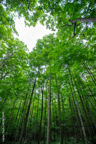 Landscape of lush green forest with sugar maple trees in summer. Quebec, Canada