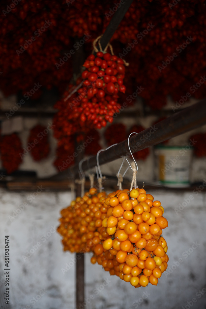 Piennolo del Vesuvius tomato variety of red and yellow tomato grown