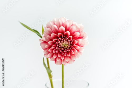 Single red and white dahlia flower in a glass jar. White background. Musette dahlia variety.