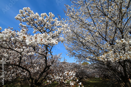 Wallpaper Mural 仁和寺の御室桜 Torontodigital.ca