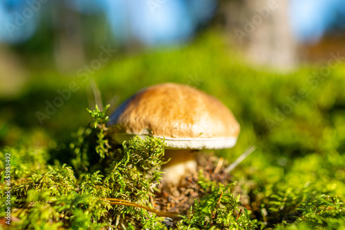 Low angle view of mushrooms growing on lush green moss in forest among ferns and tree trunks in autumn