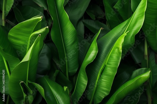 Green banana leaves background photo