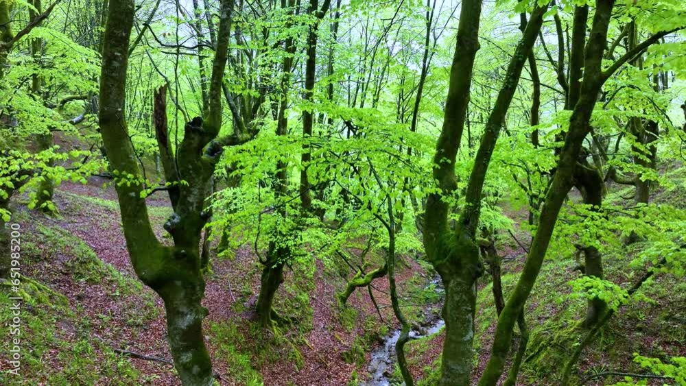 Beech forest in spring in the Hayal of Aloños. Municipality of Villacarriedo. Pas Valleys. Cantabria. Spain. Europe Beech forest in spring in the Hayal of Aloños. Municipality of Villacarriedo. Pas Valleys. Cantabria. Spain. Europe