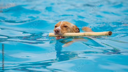 Photography dog swimming in the pool