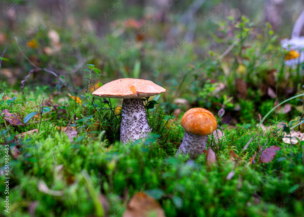 Low angle view of mushrooms growing on lush green moss in forest among ferns and tree trunks in autumn Low angle view of mushrooms growing on lush green moss in forest among ferns and tree trunks in autumn