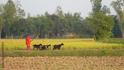 Villagers lead cattle, cows and goats to graze in the fields, showcasing the serene and traditional everyday life of rural communities amidst the tranquil countryside landscape