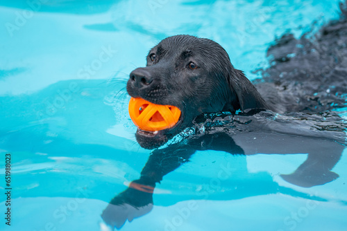 dog swimming in the pool