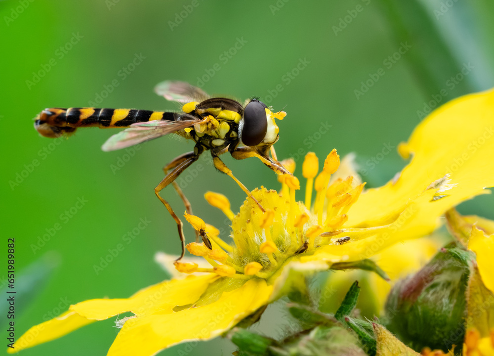Valokuva Long Hoverfly known as Sphaerophoria scripta.