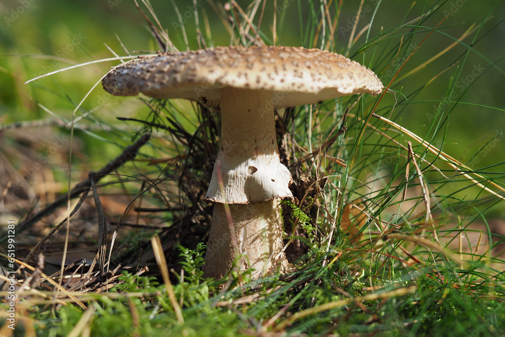 Royal fly agaric or king of Sweden Amanita, Amanita regalis in natural environment Royal fly agaric or king of Sweden Amanita, Amanita regalis in natural environment