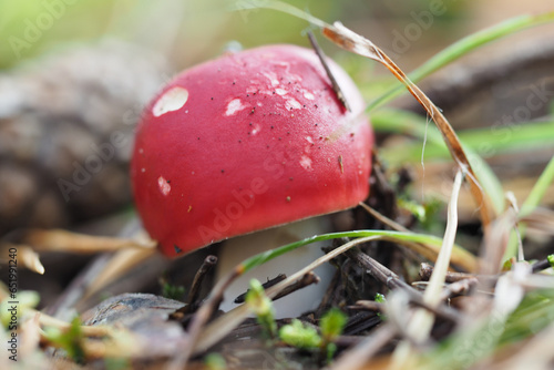 Russula, red-headed mushroom in natural environment