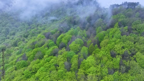 Beech forest in spring in the Hayal of Aloños. Municipality of Villacarriedo. Pas Valleys. Cantabria. Spain. Europe photo