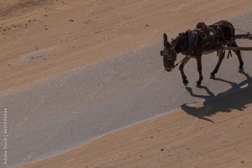 Obraz premium donkey pulling some vehicle by a road