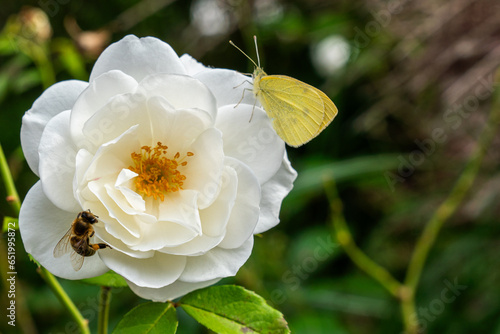bee and butterfly on a white flower in a garden © Quality by Simon