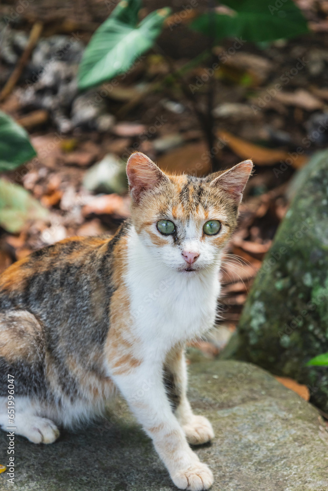 hermoso gato salvaje en medio del campo sentado en una piedra. mirando a la camara.