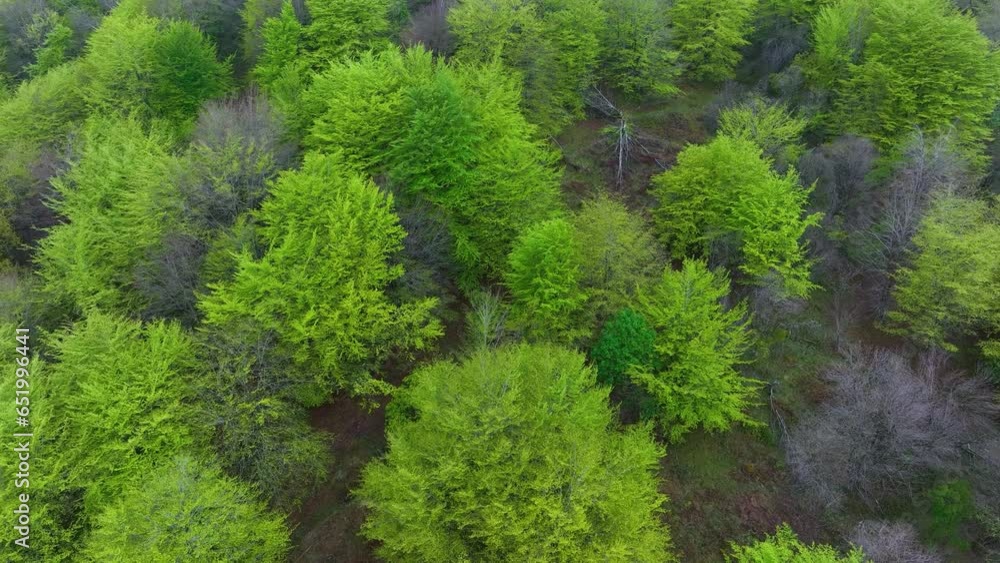 Beech forest in spring in the Hayal of Aloños. Municipality of Villacarriedo. Pas Valleys. Cantabria. Spain. Europe Beech forest in spring in the Hayal of Aloños. Municipality of Villacarriedo. Pas Valleys. Cantabria. Spain. Europe