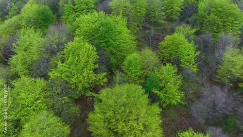 Beech forest in spring in the Hayal of Aloños. Municipality of Villacarriedo. Pas Valleys. Cantabria. Spain. Europe photo