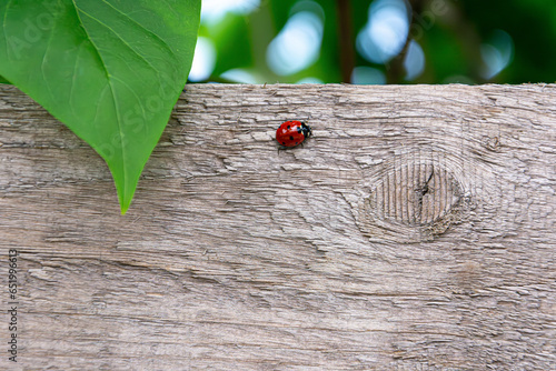 Wooden spring background with ladybug