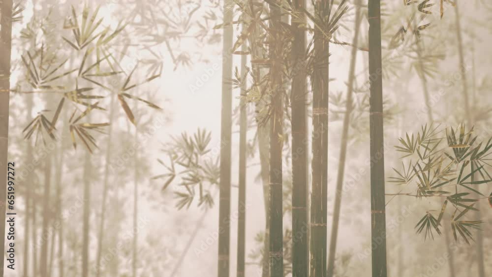 A group of tall bamboo trees in a forest A group of tall bamboo trees in a forest