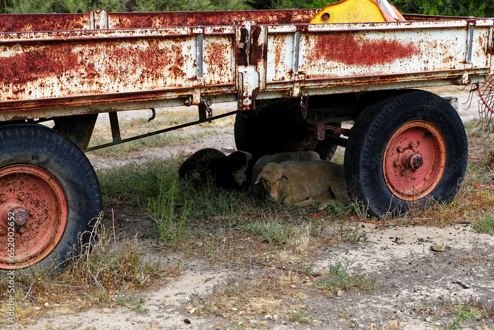Obraz premium Sheep taking cover from the heat under a trailer on a farm near Sutherland, Western Cape, South Africa.