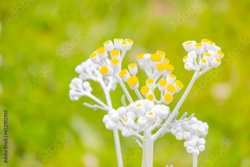 Close-up flower photos, special shots. photo