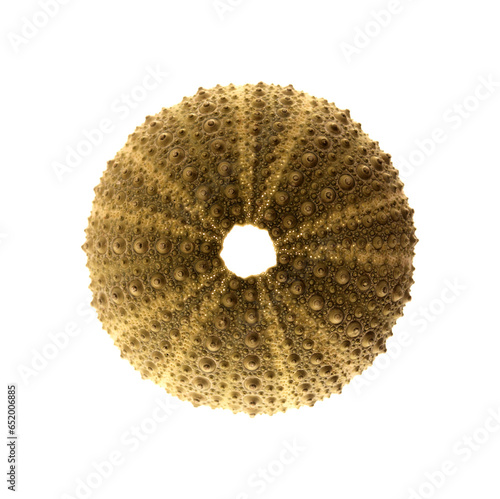 Fauna of Atlantic ocean around Gran Canaria - skeletons of Paracentrotus, sea urchin isolated on white background