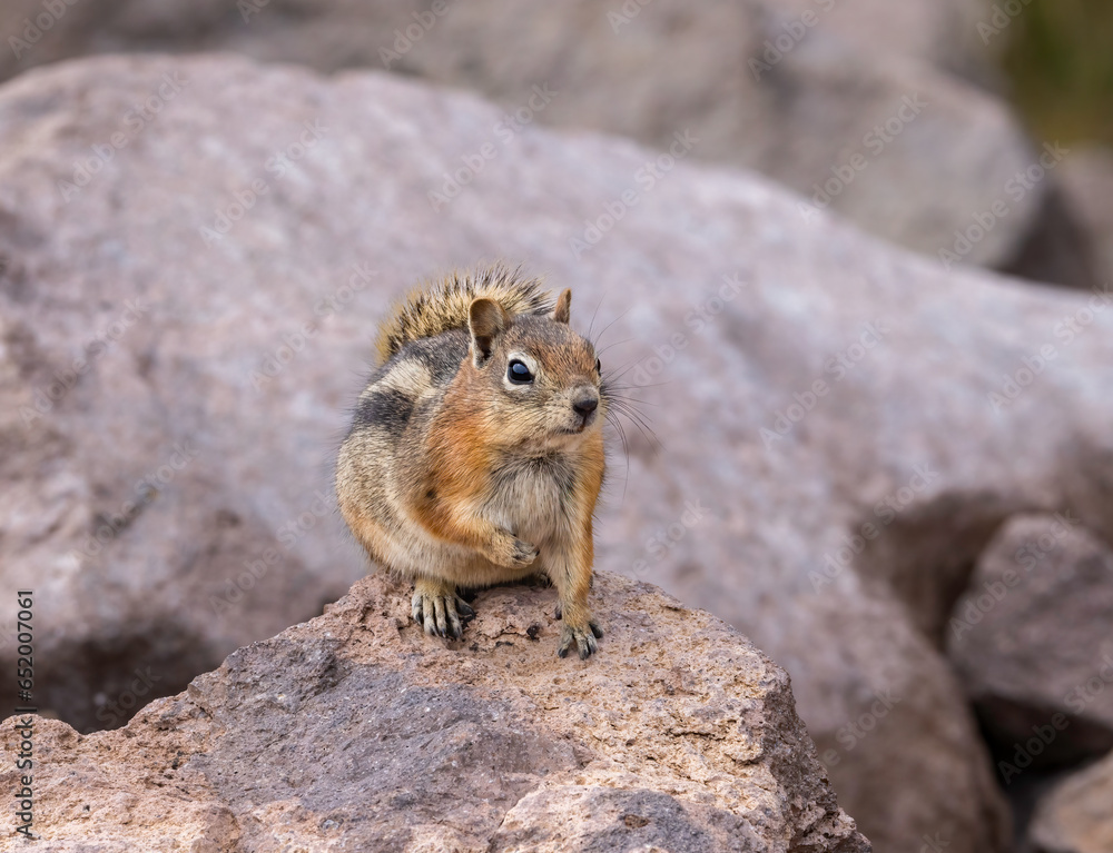 Golden Mantle Ground Squirrel 9 Golden Mantle Ground Squirrel 9