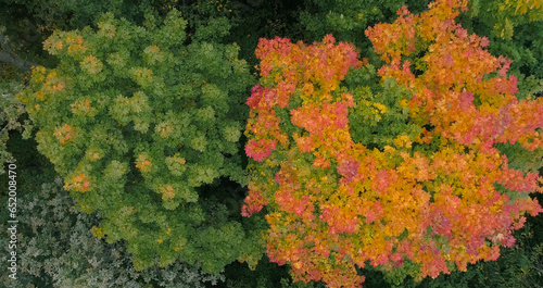 Autumn forest aerial from above, autumn concept background © Aleksandr Matveev