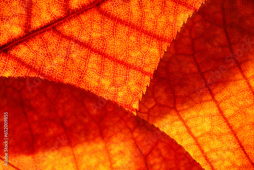 Fototapeta Naklejka Na Ścianę i Meble -  Bright background autumn season leaves close-up with backlight as a background, template or web banner for the design of the autumn theme
