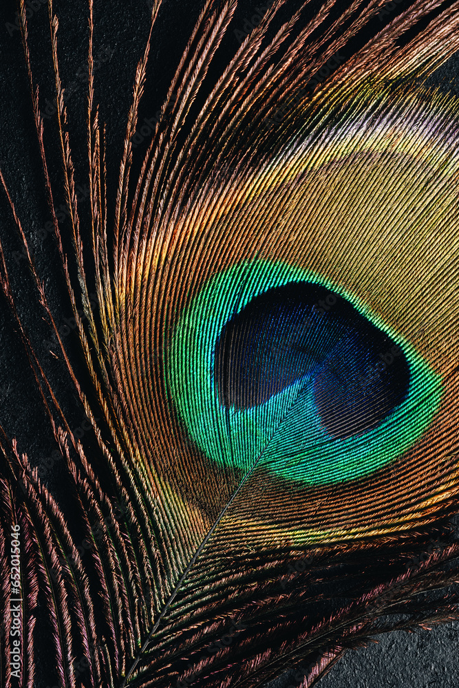 Obraz premium Peacock feather.