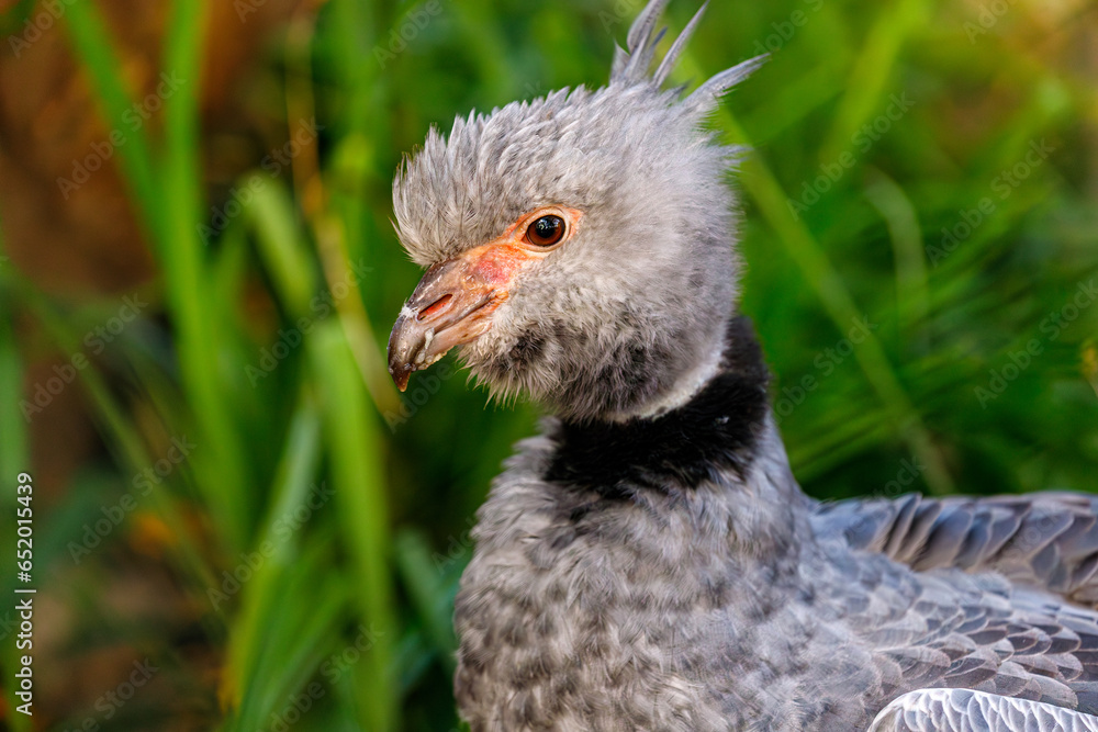 Portrait of Southern screamer, Chauna torquata wildbird Portrait of Southern screamer, Chauna torquata wildbird