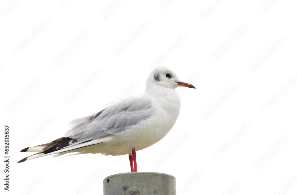 Seagull isolated on white, sitting on a pole Seagull isolated on white, sitting on a pole