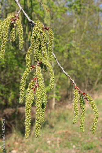 Female catkins of the Common Aspen Tree in April, Germany
