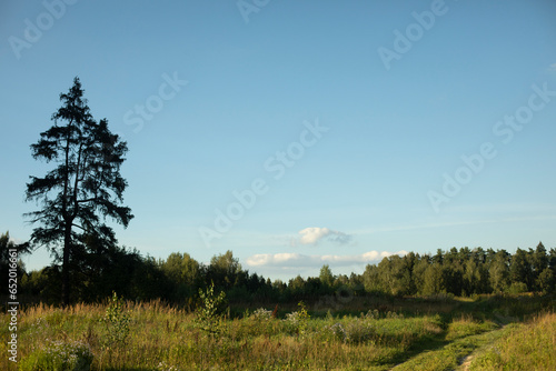 Summer landscape in field. Lone spruce. © Олег Копьёв